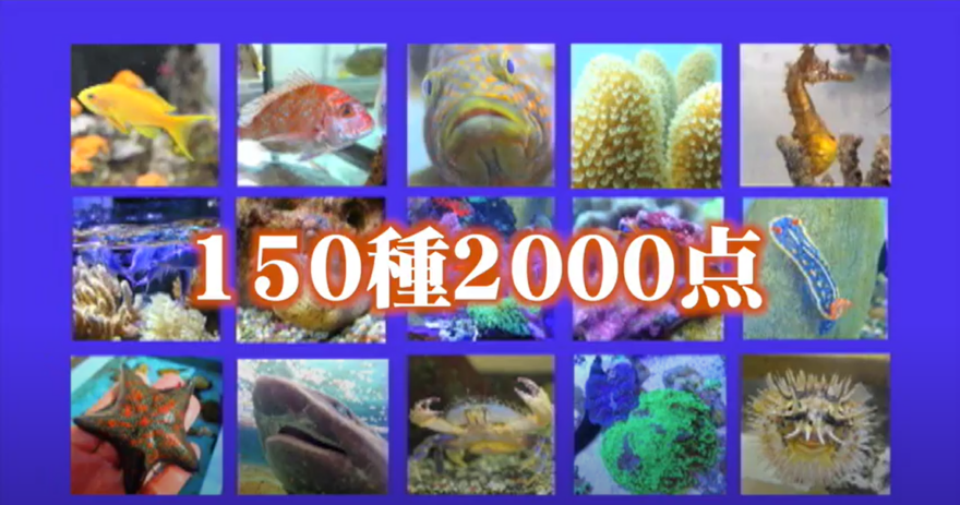 【えひめ・海の応援隊】日本初！高校生が運営する水族館「長高水族館」とは…？|長浜高校