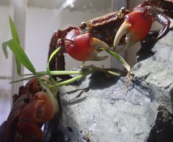 図5ベンケイガニの仲間は植物も好物である