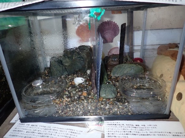 図6新しく設置した「カニ水槽」