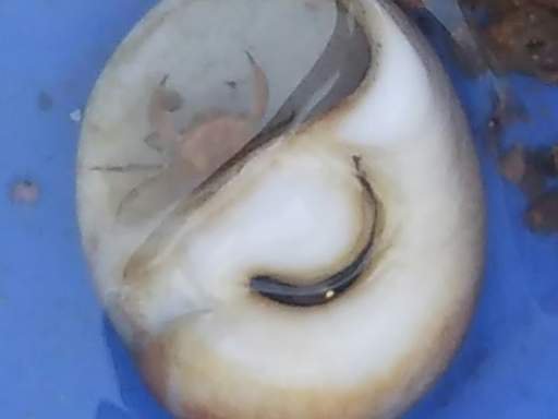 ７