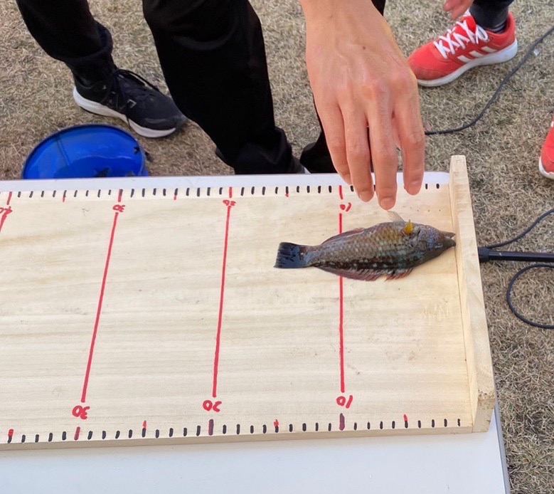 魚の計量
