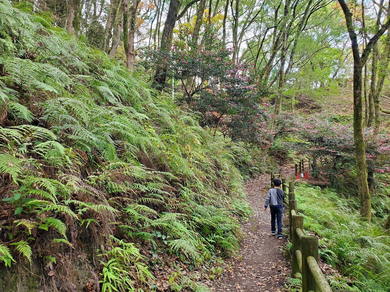 s-①登山道のシダの群生