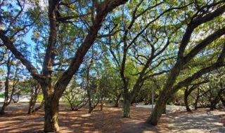 ④須賀公園のウバメガシ樹林