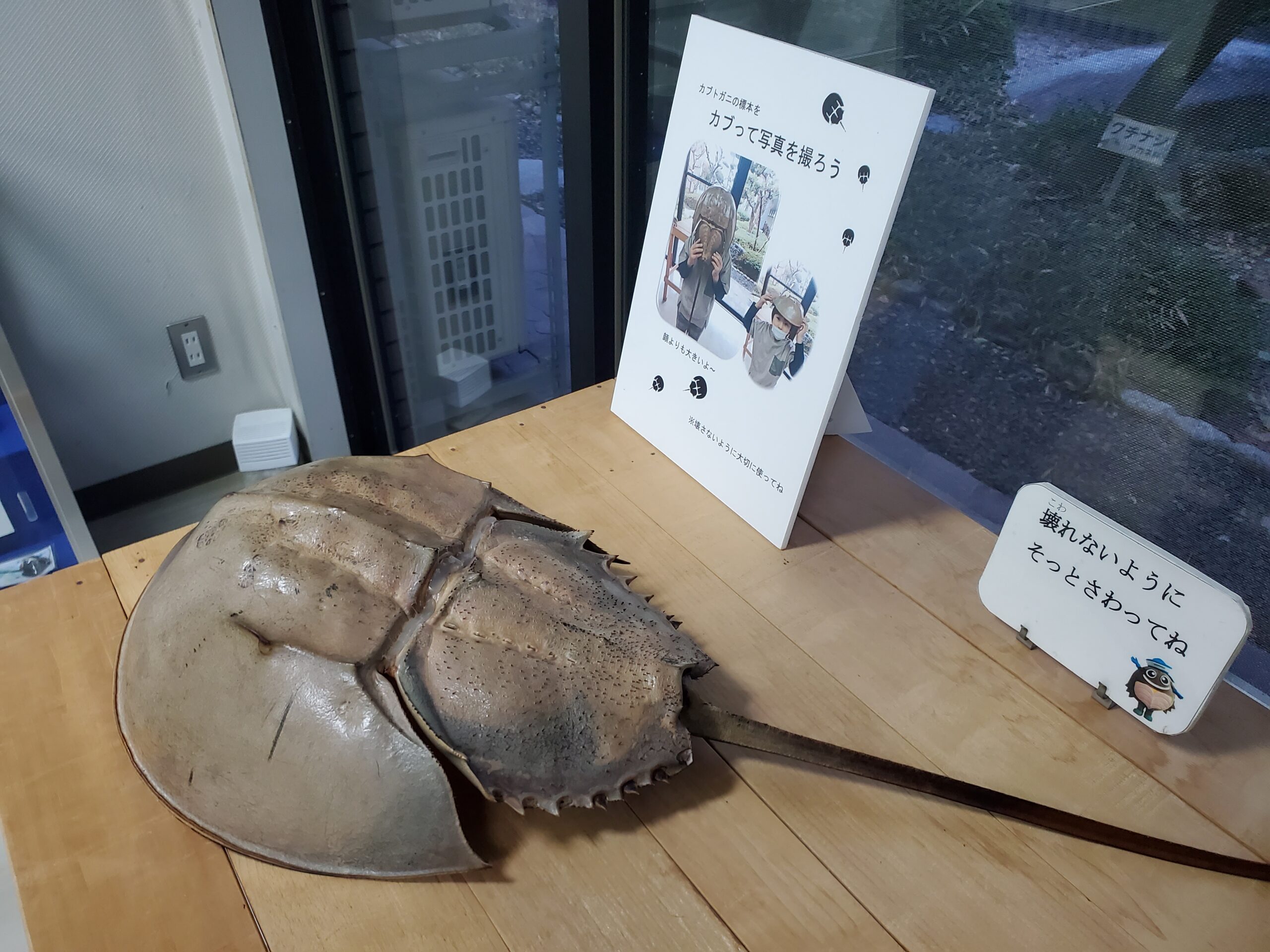 カブトガニの標本（西条市東予郷土館）