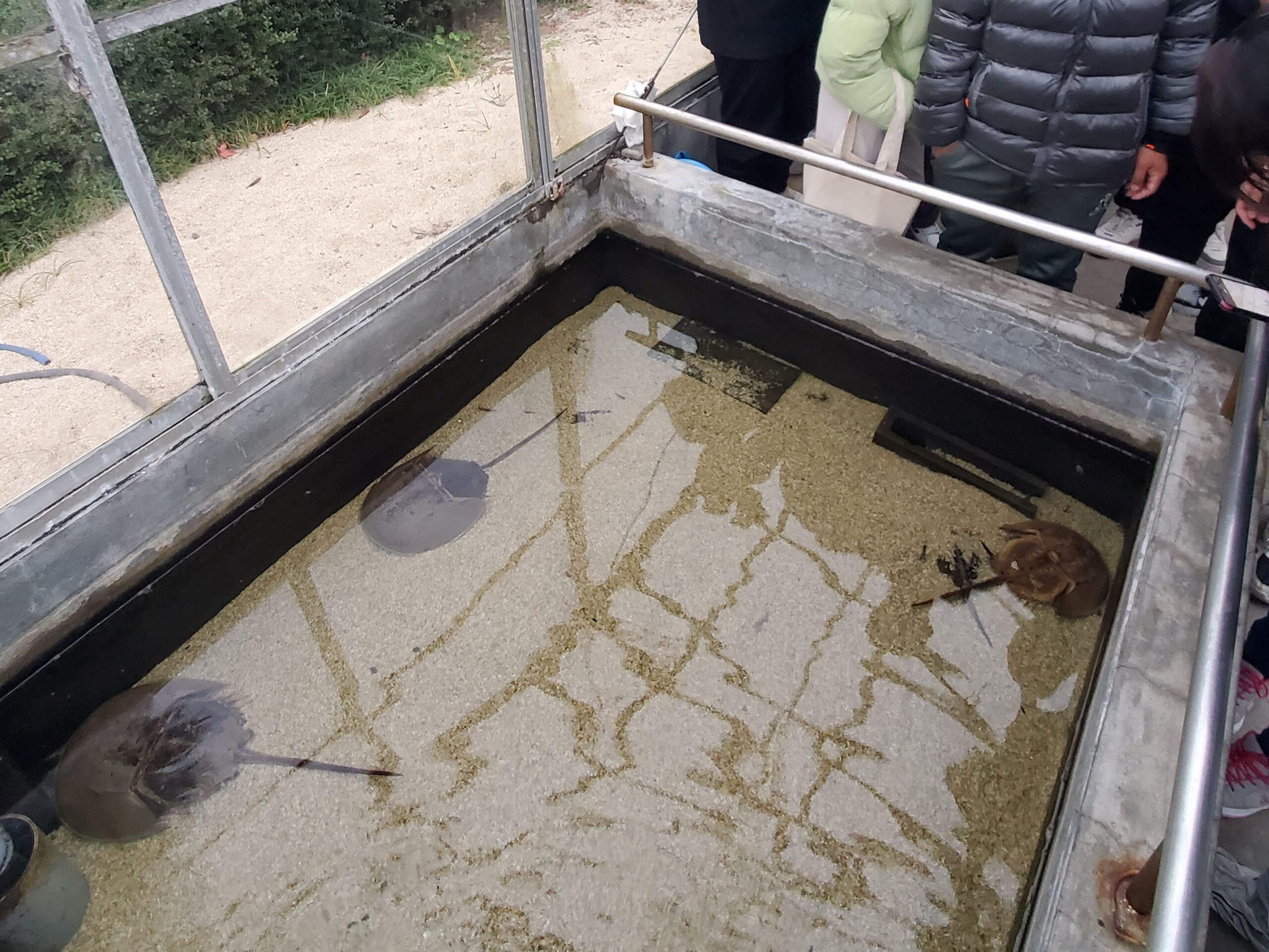 カブトガニの飼育槽（西条市東予郷土館）