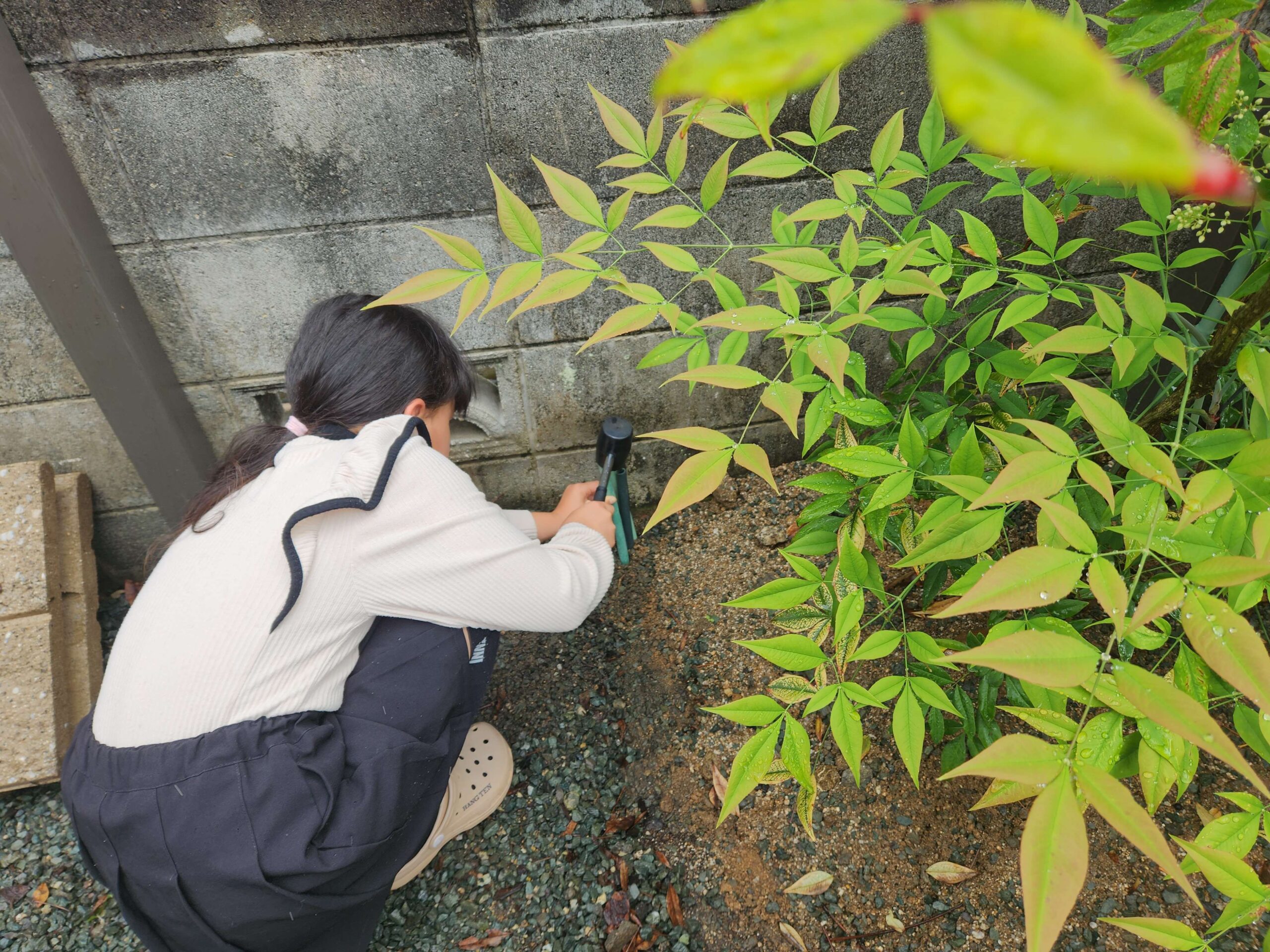 カキパイプを杭がわり