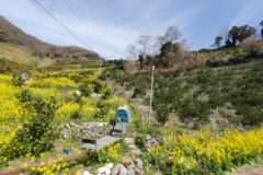 【灯台博士　大成さんによるコラム】法華津湾へゆく②　～海事資料へのまなざし～